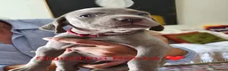 Weimaraner cani in vendita: WEIMARANER splendidi cuccioli  - Annuncio 3