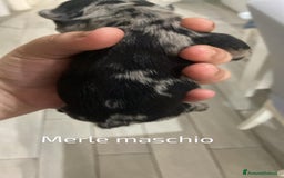 Bulldog Francese cani in vendita: Bulldog francese  a Provincia di Foggia - Immagine 6