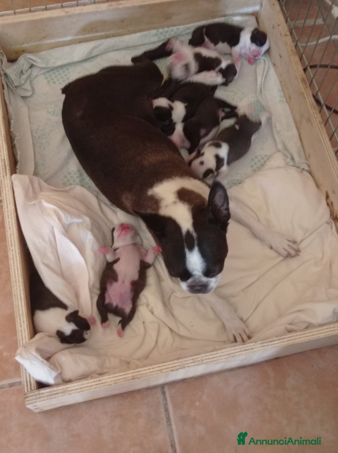 Boston Terrier cani in vendita: Vendita  - Annuncio 4
