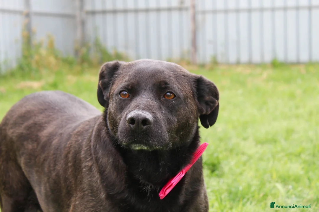 Meticcio cani in regalo: Dama, in canile da una vita - Annuncio 2