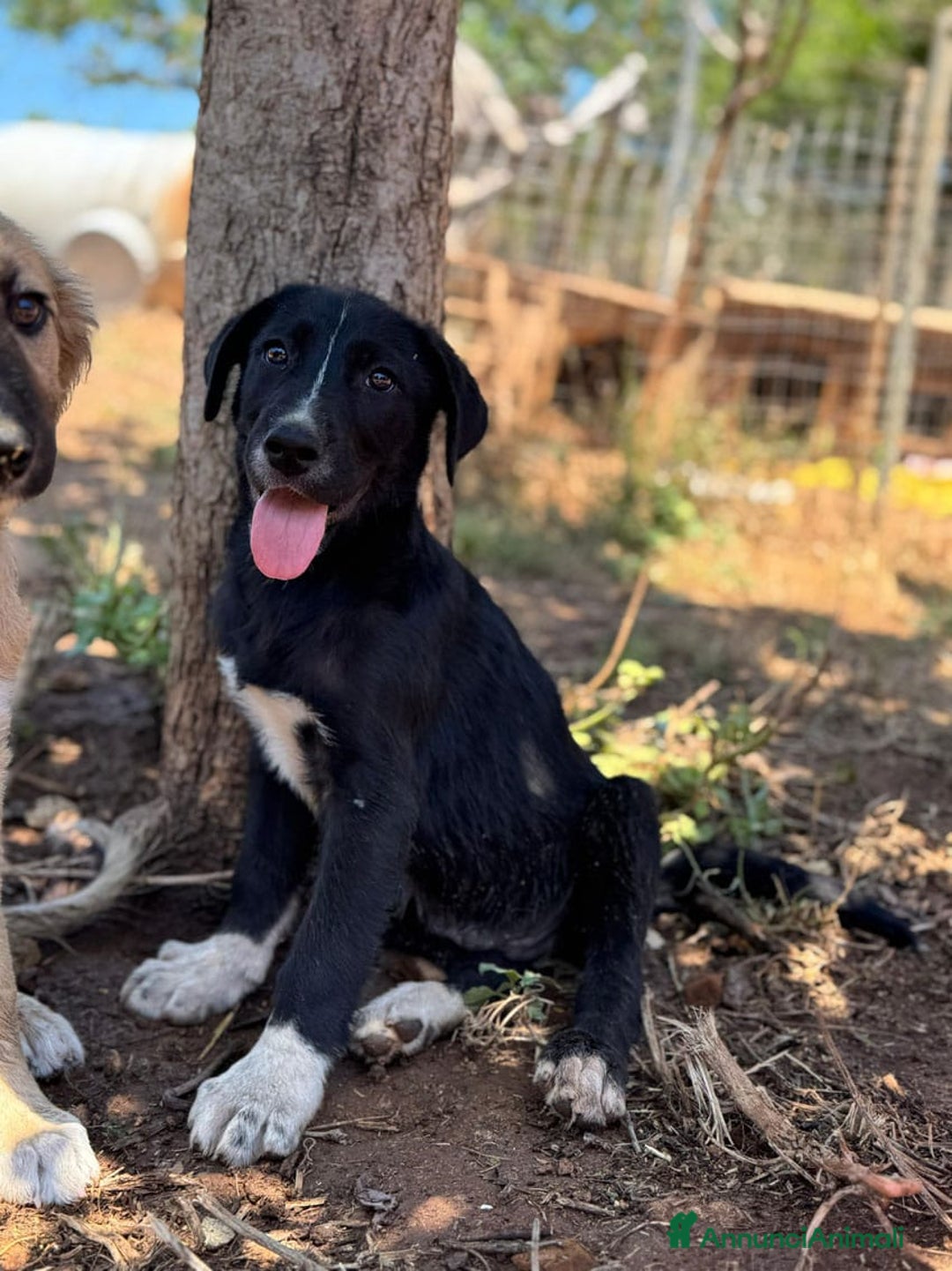 Altre razze cani in regalo: DANA DOLY DORIS 4 MESI (23/02/25) a Provincia di Bergamo - Immagine 5