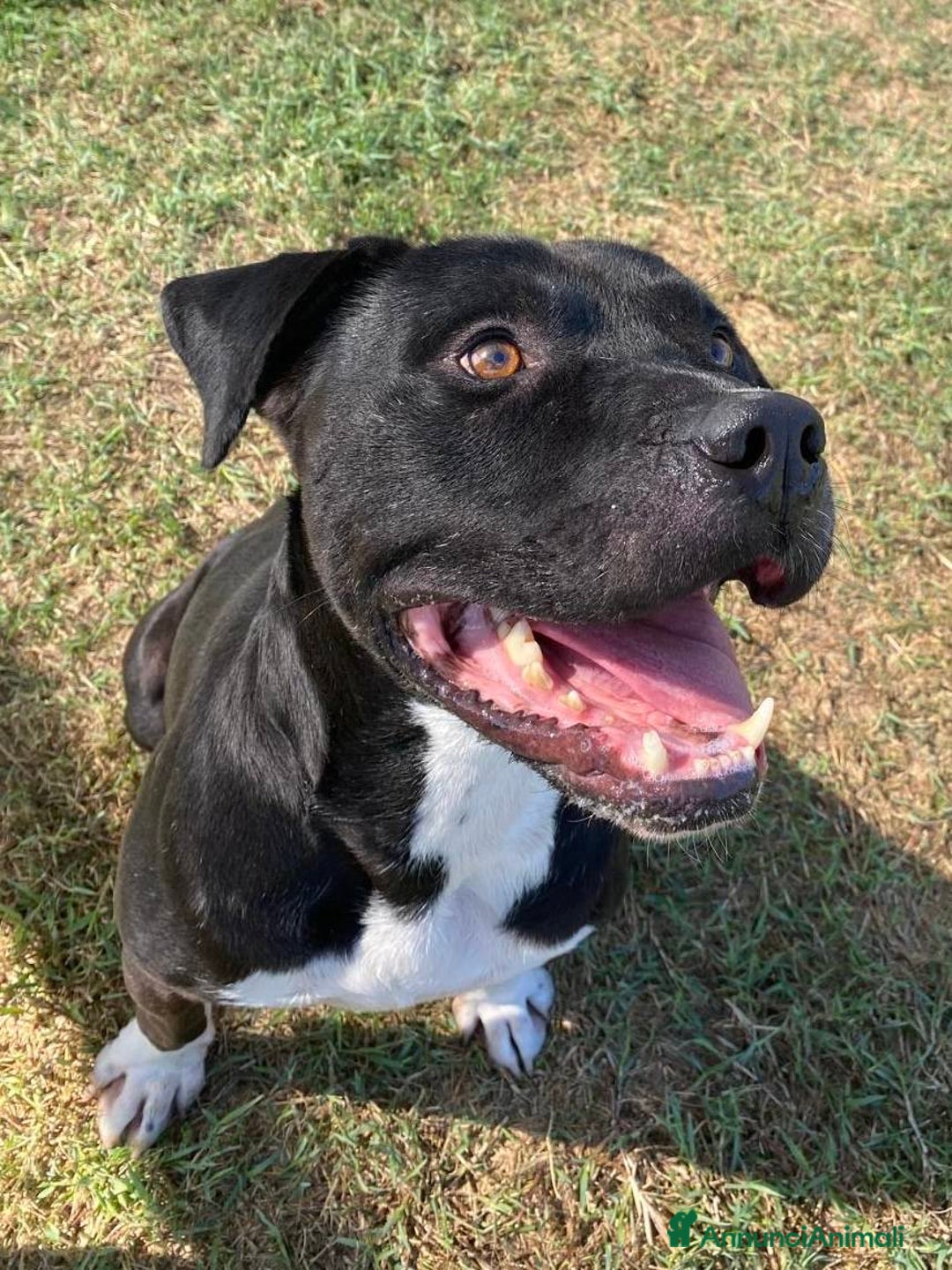 Pitbull cani in regalo: Tyson, meraviglioso Pitt - Annuncio 3