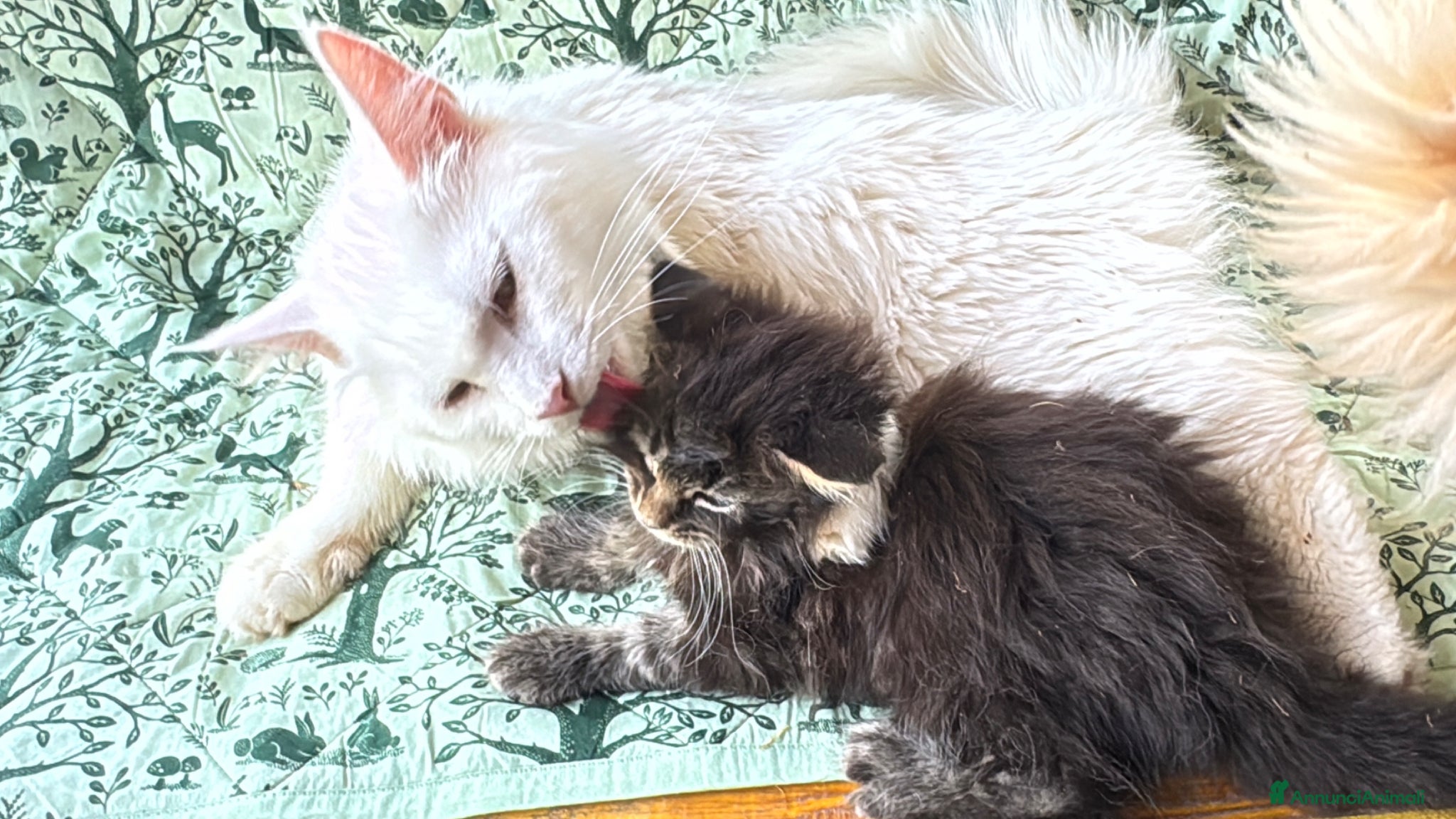 Maine Coon gatti in vendita: Cucciolo maine coon castano bellissimo  - Annuncio 1