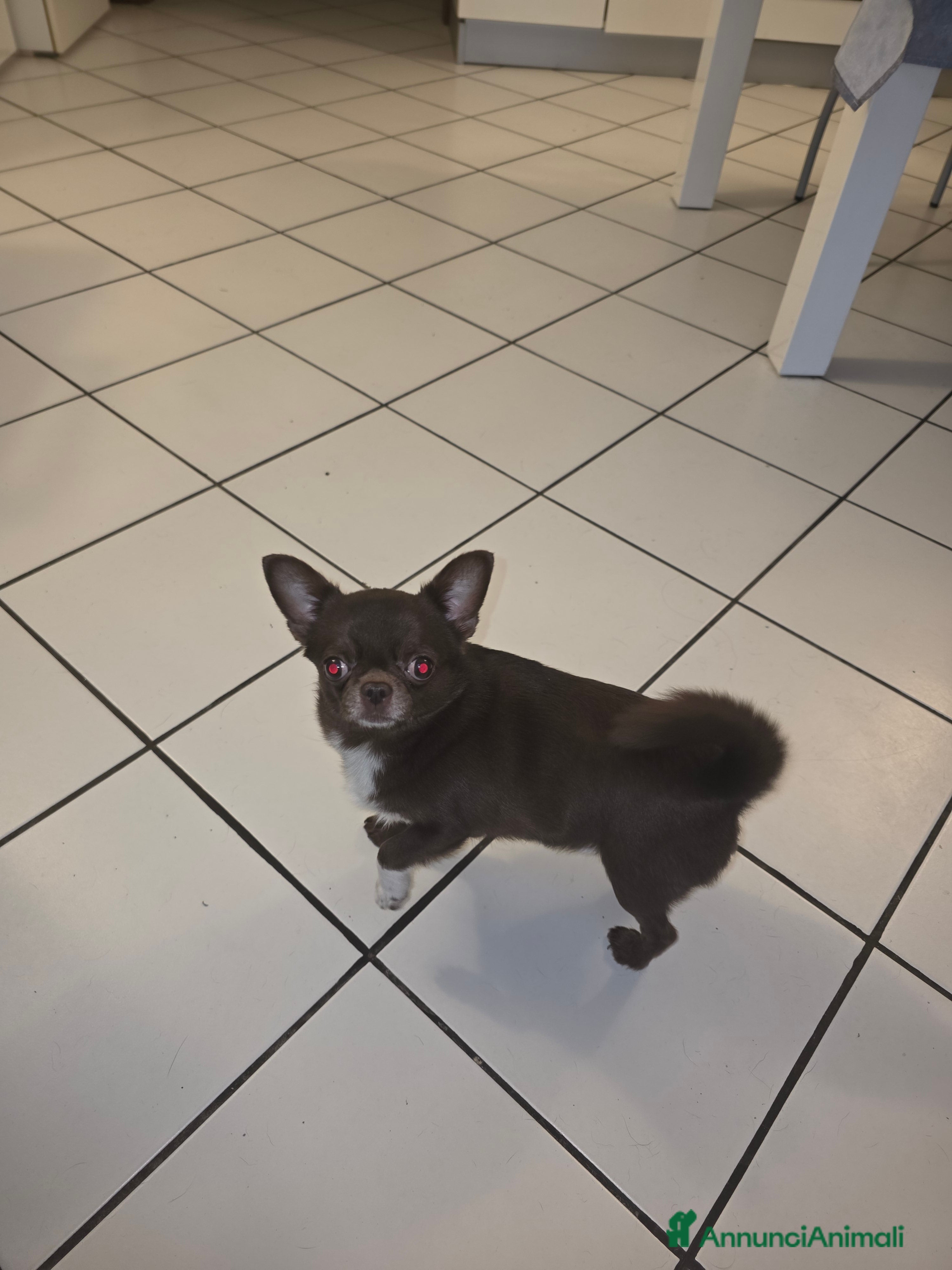 Chihuahua cani Chiuahua per accoppiamento  - Annuncio 1