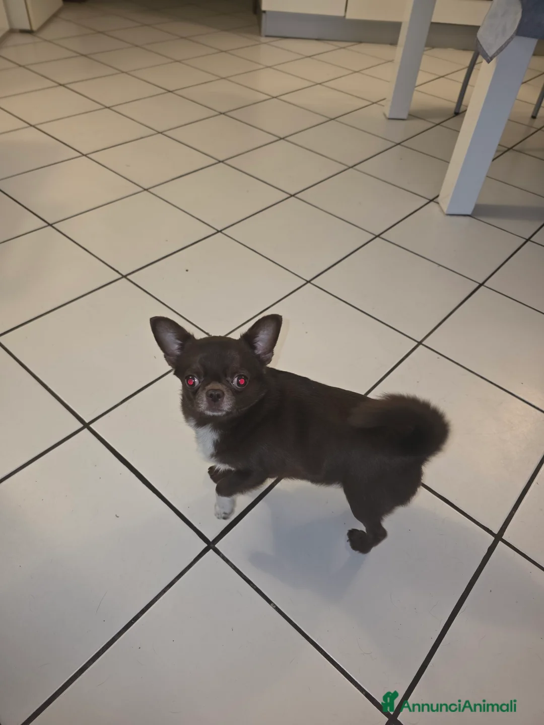 Chihuahua cani per accoppiamento: Chiuahua per accoppiamento  a Provincia di Ferrara - Annuncio 1