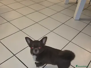 Chihuahua cani Chiuahua per accoppiamento - Annuncio 2