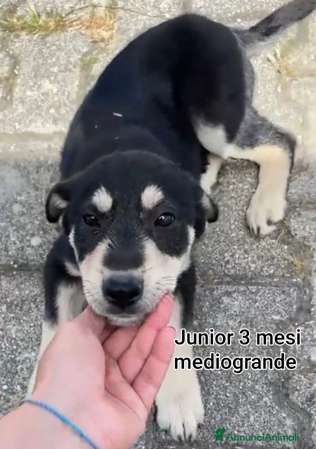 Meticcio cani in regalo: CUCCIOLI TENERISSIMI IN CERCA DI CASA a Provincia di Modena - Annuncio 12