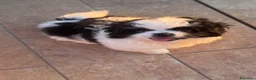 Pechinese cani in vendita: Cucciola femmina - Annuncio 3