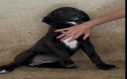 Meticcio cani in regalo: Giusy, cucciolona dolcissima e affettuosissima a Provincia di Modena - Immagine 13