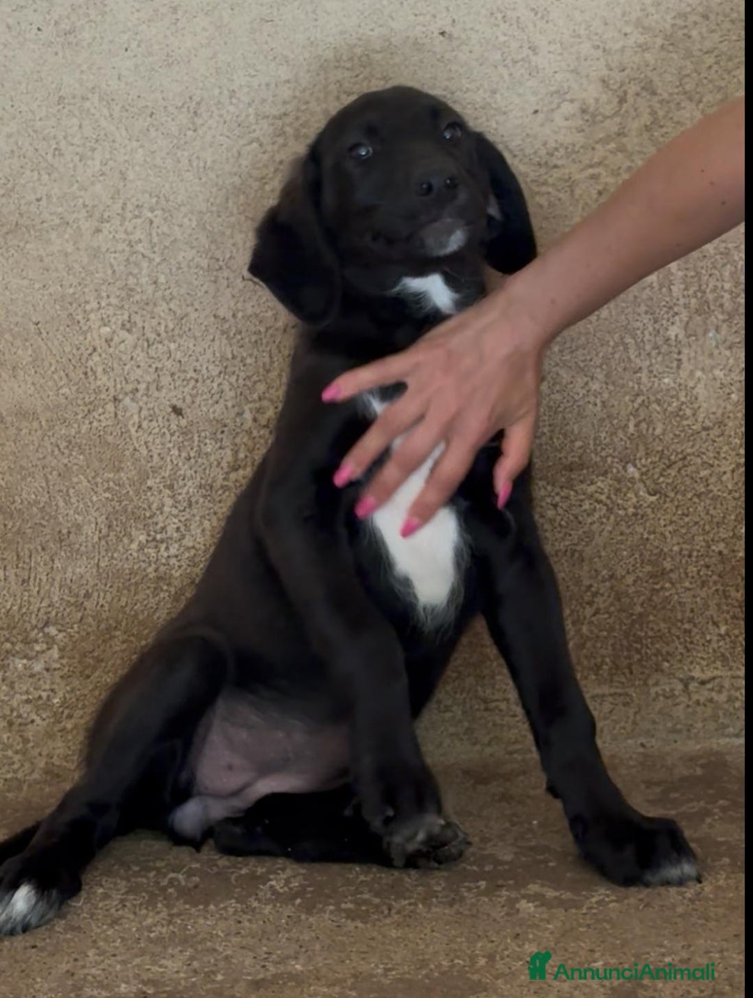Meticcio cani in regalo: Giusy, cucciolona dolcissima e affettuosissima a Provincia di Modena - Immagine 13