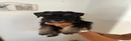 Mini Schnauzer cani in vendita: Cuccioli di Schnauzer nano Nero Argento  - Annuncio 2