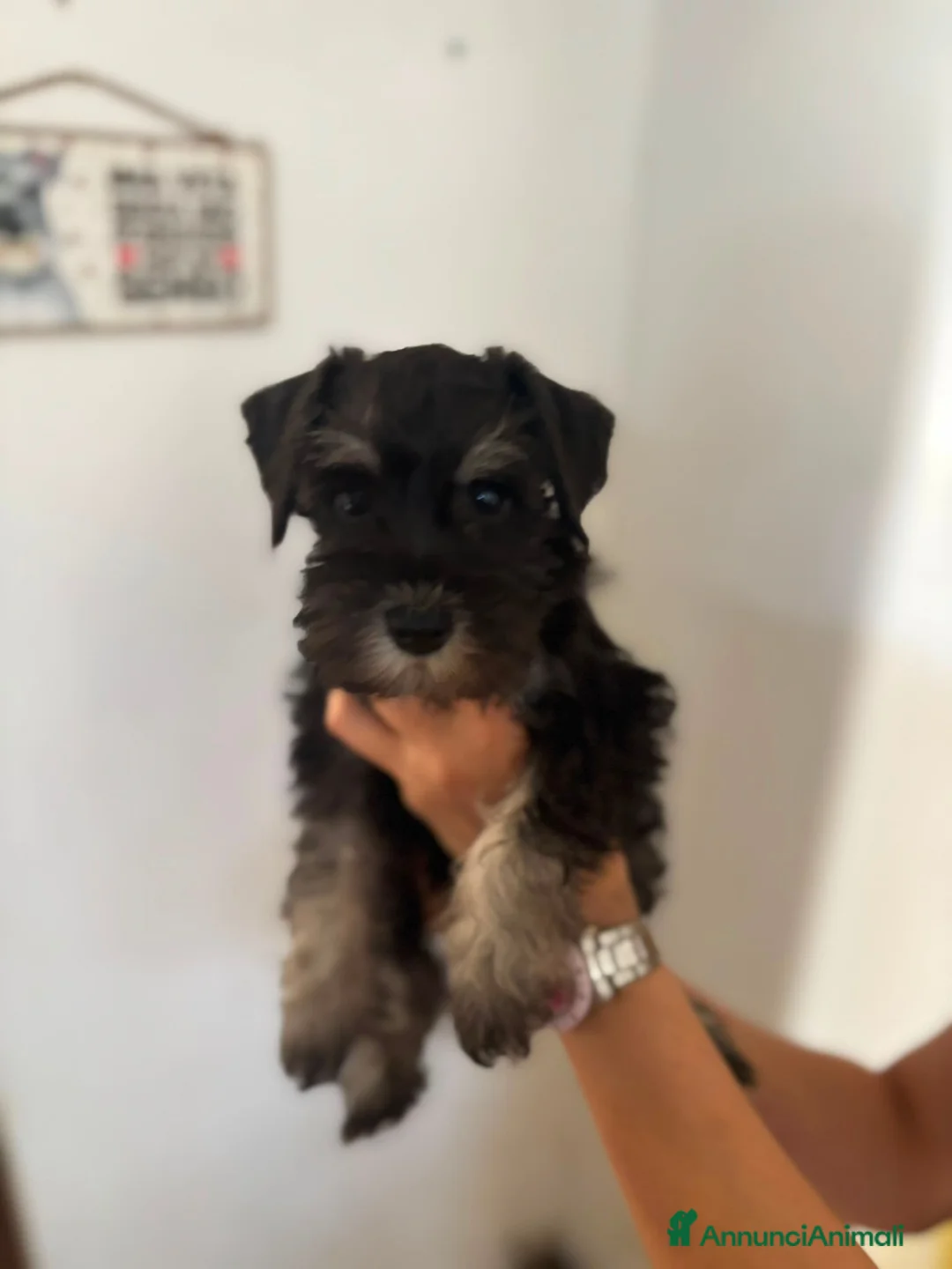 Mini Schnauzer cani in vendita: Cuccioli di Schnauzer nano Nero Argento  - Annuncio 2