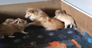 Shetland Sheepdog cani a Provincia di Brescia - Annuncio 7