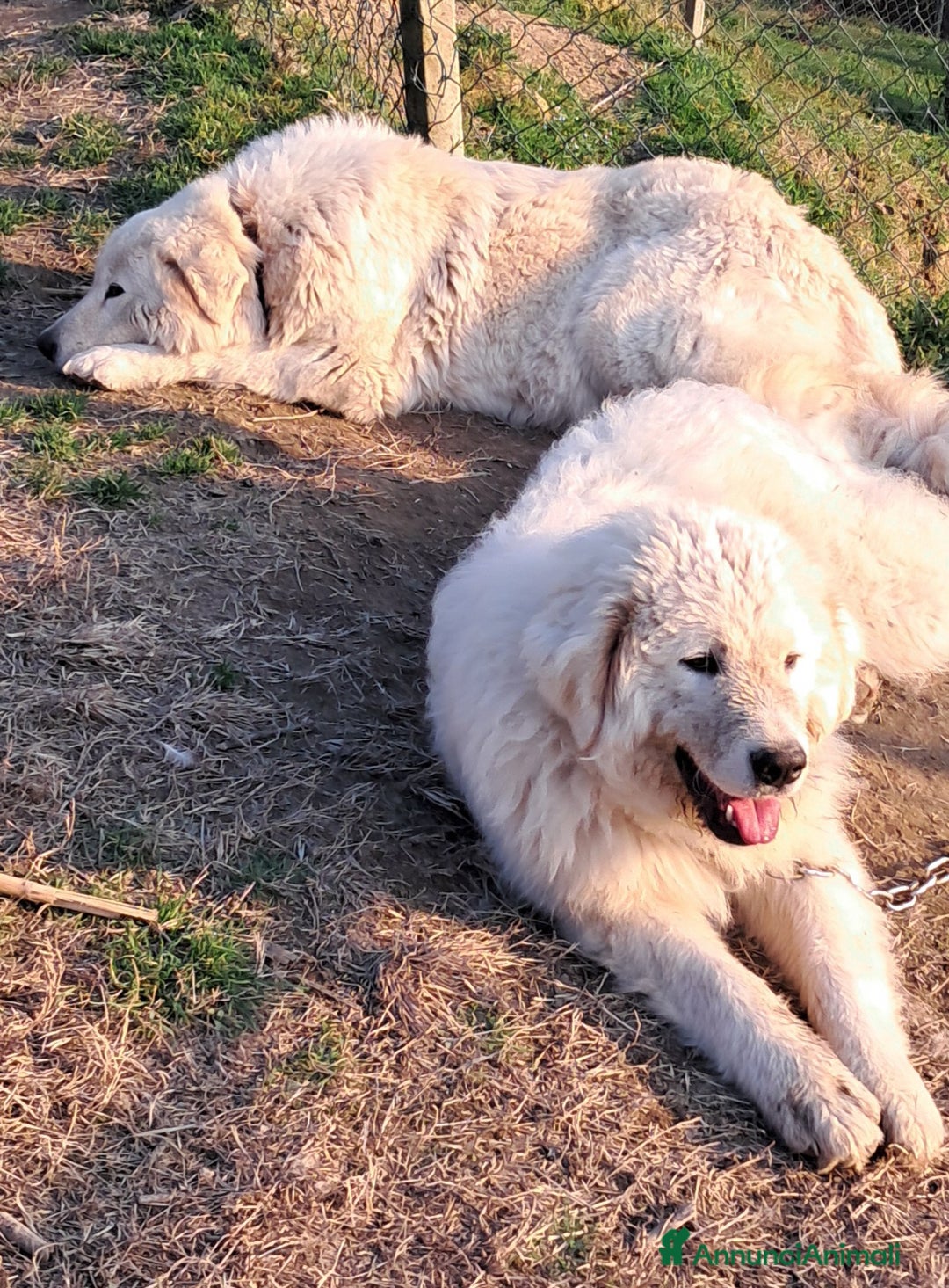 Pastore Maremmano cani in vendita: cuccioli di pastore Abruzzese  - Annuncio 11