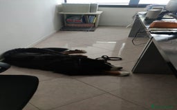 Bovaro del Bernese cani per accoppiamento: PACO BELLISSIMO a Provincia di Ancona - Immagine 2