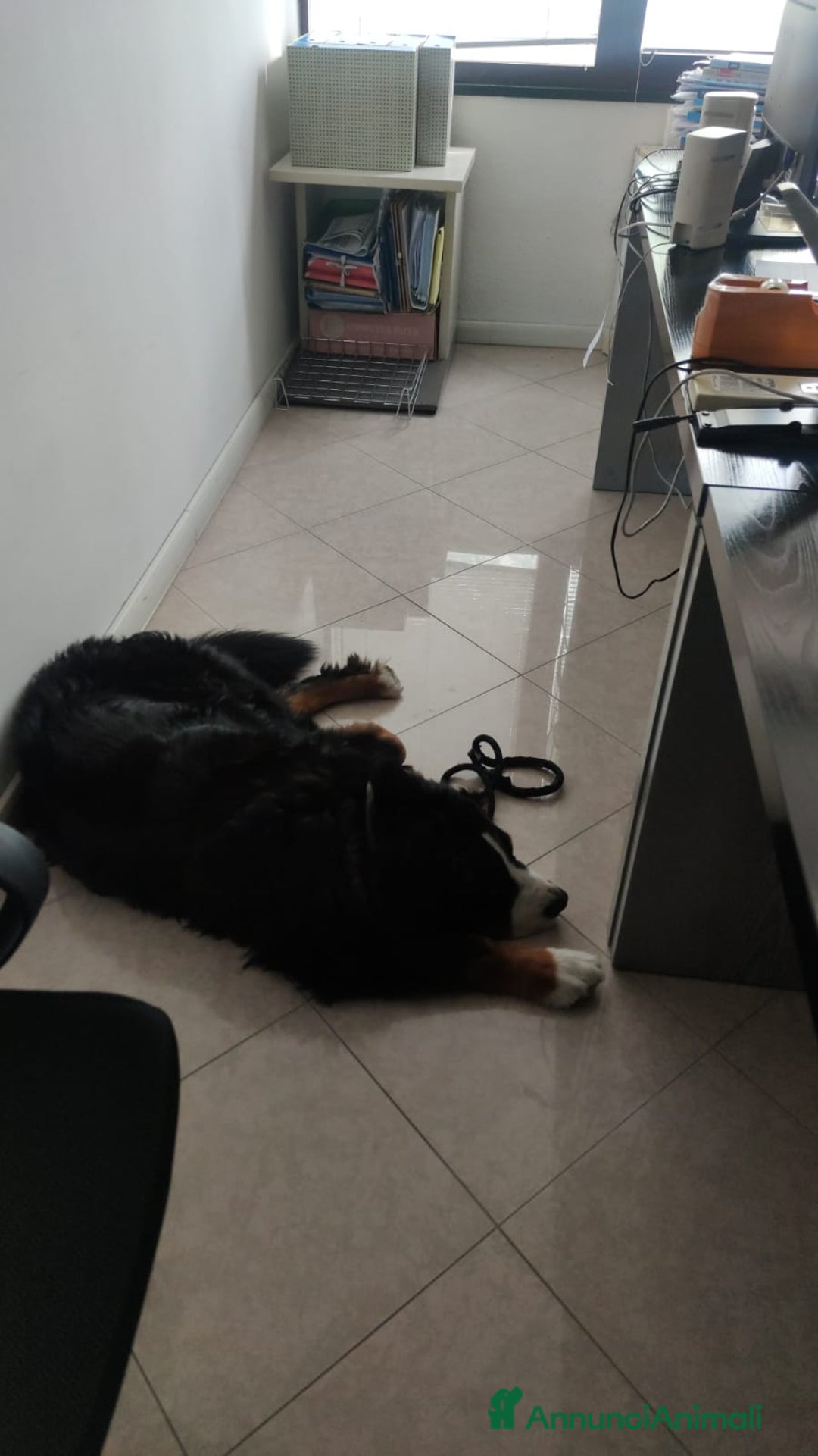 Bovaro del Bernese cani per accoppiamento: PACO BELLISSIMO a Provincia di Ancona - Immagine 2