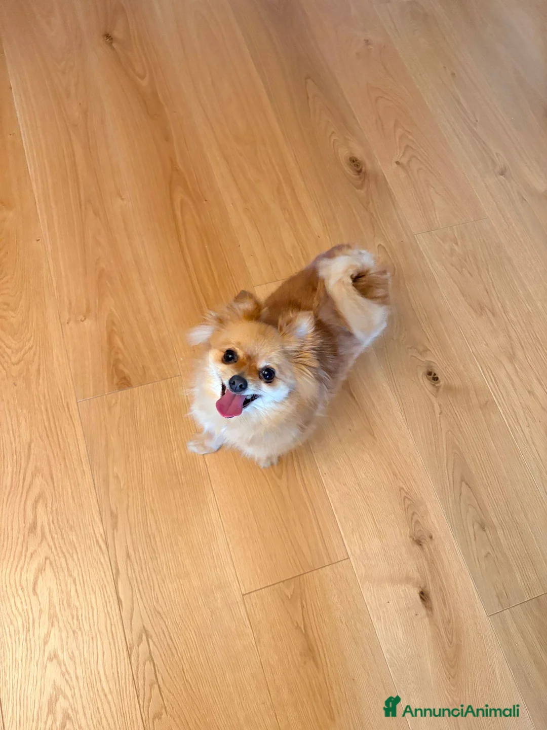 Meticcio cani in regalo: Titti piccola taglia dolcissima a Provincia di Padova - Annuncio 2