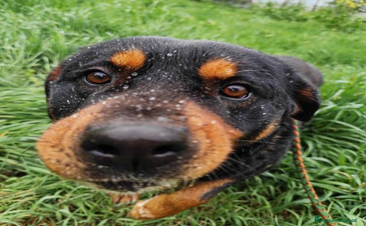 Rottweiler cani GUENDY, dolcissima mix ROTT sfortunata - Annuncio 1