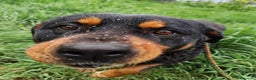 Rottweiler cani in regalo: GUENDY, dolcissima mix ROTT sfortunata - Annuncio 1
