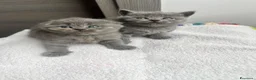 British gatti in vendita: Gattini schottish fold - Annuncio 6