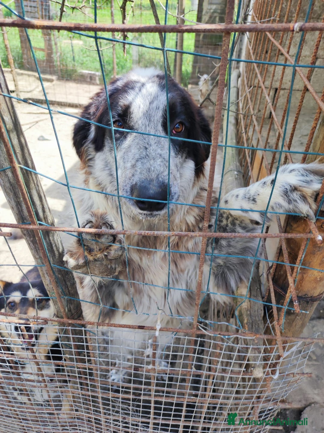 Meticcio cani in regalo: BERNA  a Provincia di Avellino - Annuncio 10