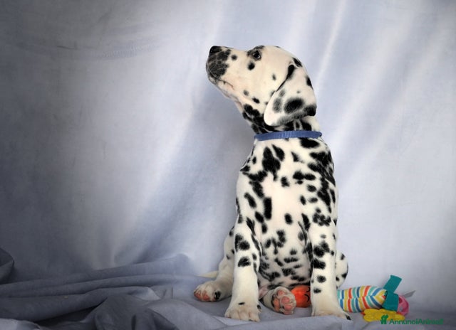 Dalmata cani - Annuncio 1