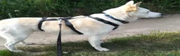Meticcio cani in regalo: Camilla una dolcezza ,cerca casa - Annuncio 5