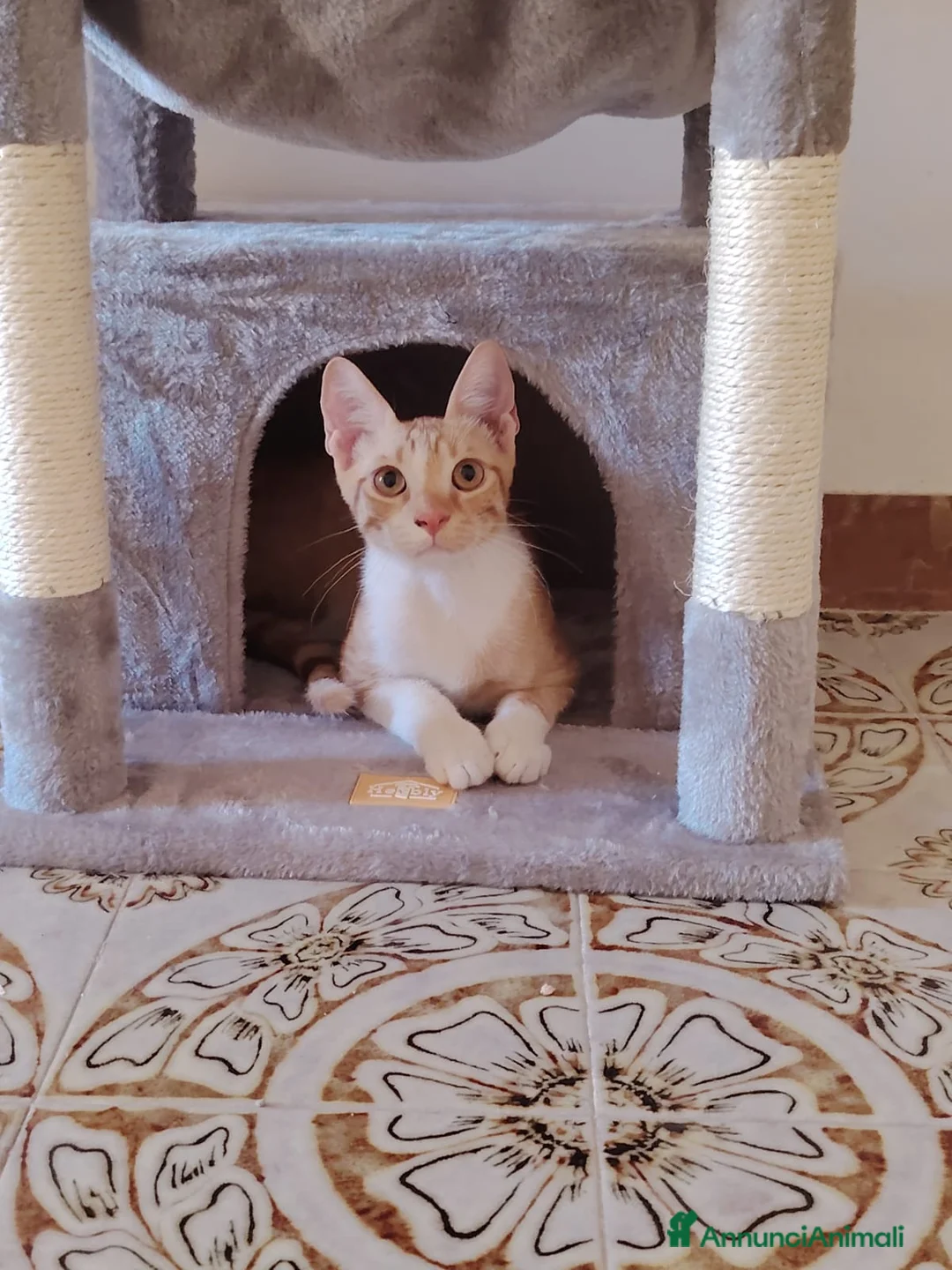 Altre razze gatti in regalo: MICINI, URGENTE: TEMPO SCADUTO  a Provincia di Arezzo - Annuncio 2