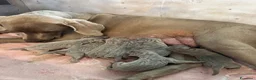 Weimaraner cani in vendita: Cuccioli weimaraner pubblicita’ segugio - Annuncio 7