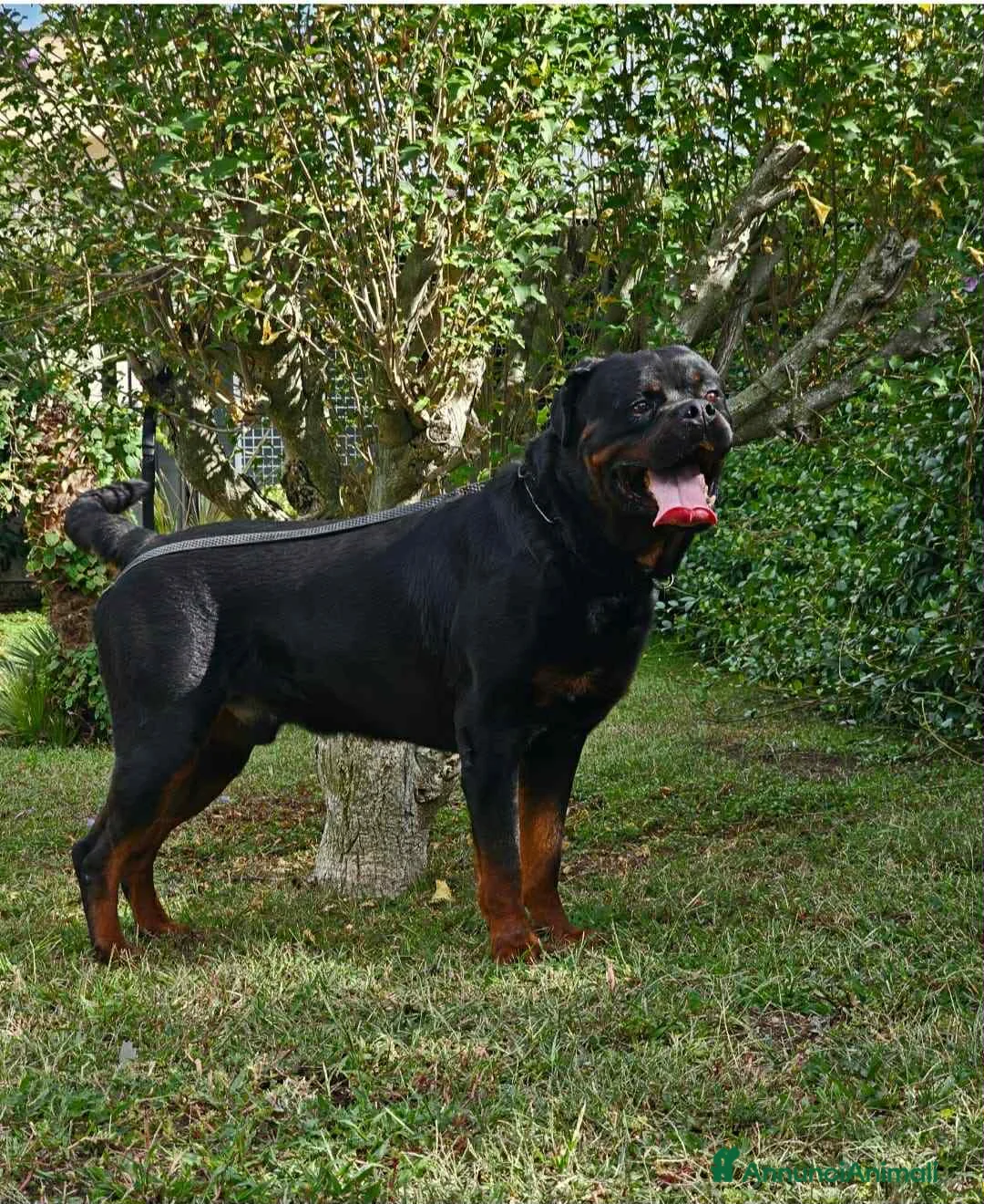 Rottweiler cani in vendita: Rottweiler napoli - Annuncio 4