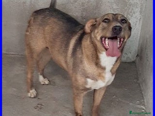 Meticcio cani STOCCOLMA 6anni dolce simpatica patatona ! 25kg - Annuncio 3