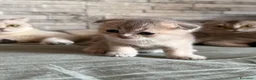 Scottish gatti in vendita: Cuccioli di Scottish Fold - Annuncio 8