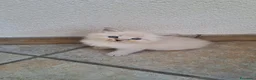 Siberiano gatti in vendita: Gattini di razza siberiana ipoallergenici, neva - Annuncio 8