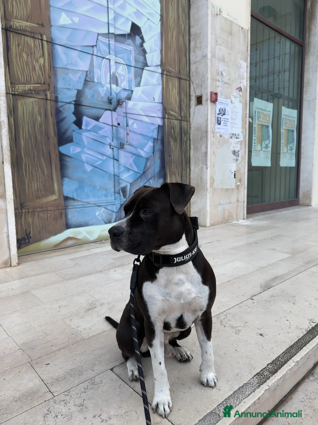 American Staffordshire cani per accoppiamento: Cercasi fidanzata per Ares - Annuncio 1