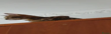 Bengala 3