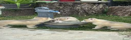 Husky cani in vendita: Cuccioli di meravigliosi husky cercano casa - Annuncio 11