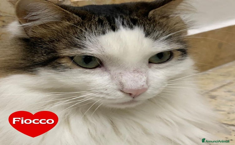 Altre razze gatti - Annuncio 13