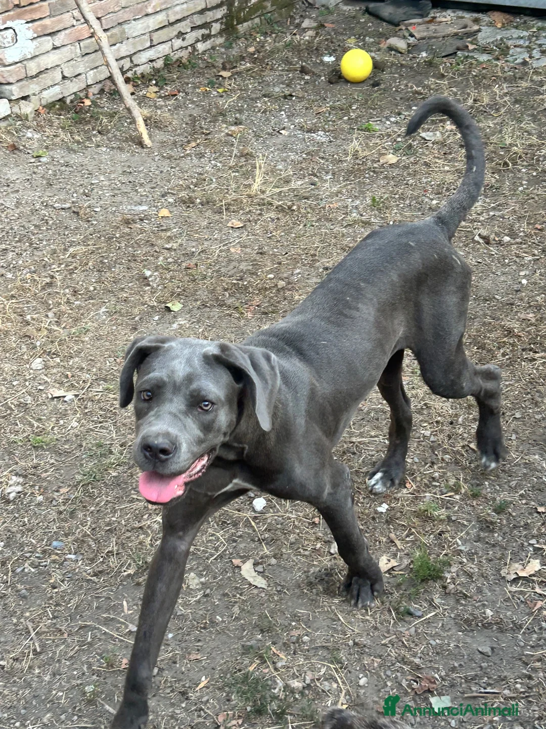 Cane Corso cani in regalo: Cane corso - Annuncio 2
