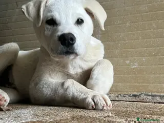 Meticcio cani Cucciolo 3 mesi - Annuncio 9