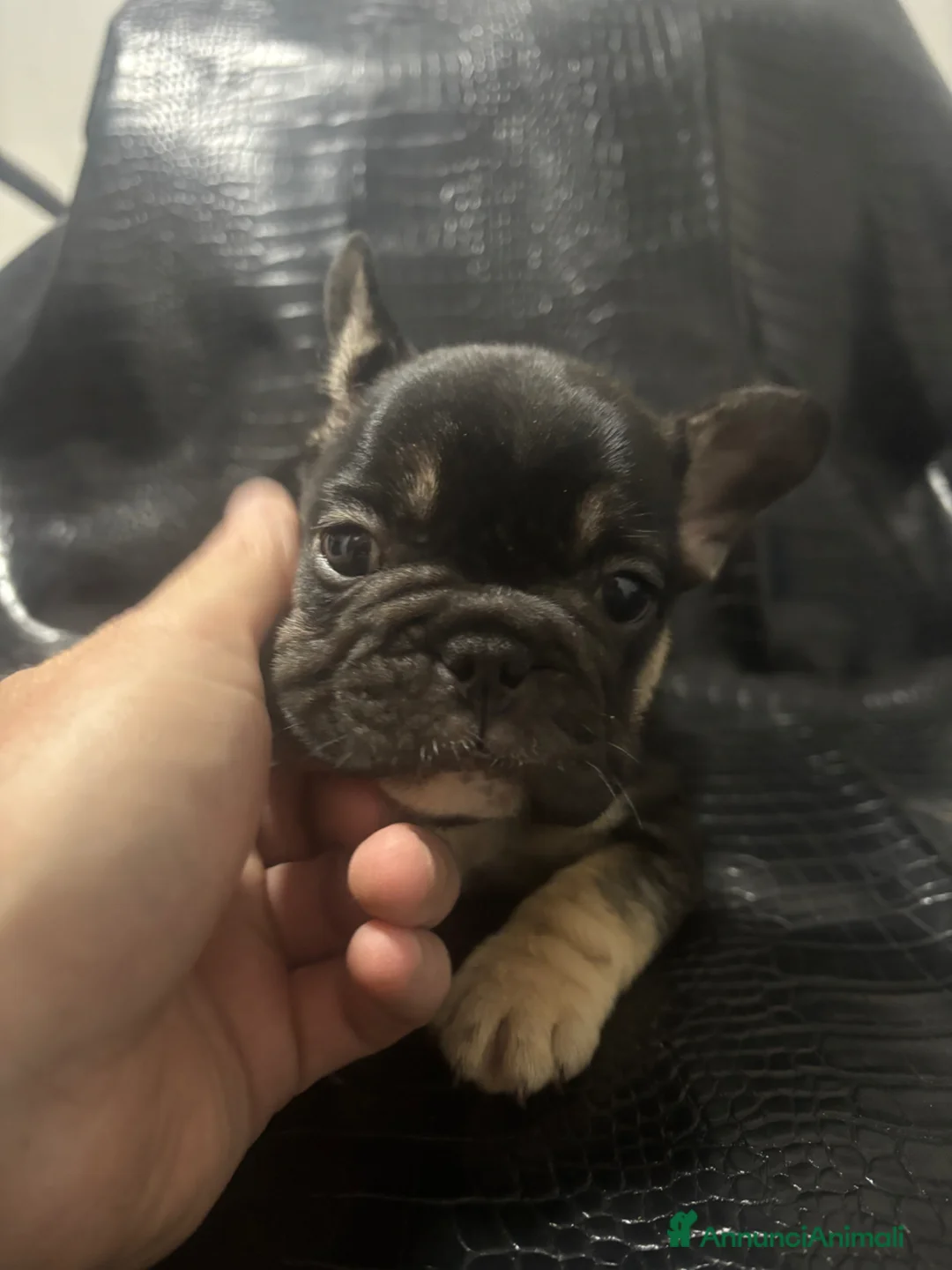 Bulldog Francese cani in vendita: Bulldog francese - Annuncio 1