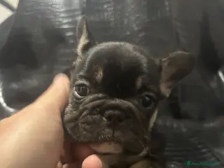 Bulldog Francese cani Bulldog francese - Annuncio 5