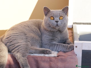 British gatti British maschio intero a Città Metropolitana di Bologna - Annuncio 34