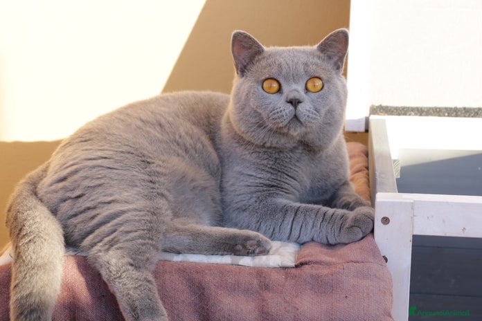 British gatti a Città Metropolitana di Bologna - Annuncio 2