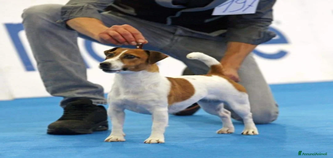 Immagine della galleria {{count}}