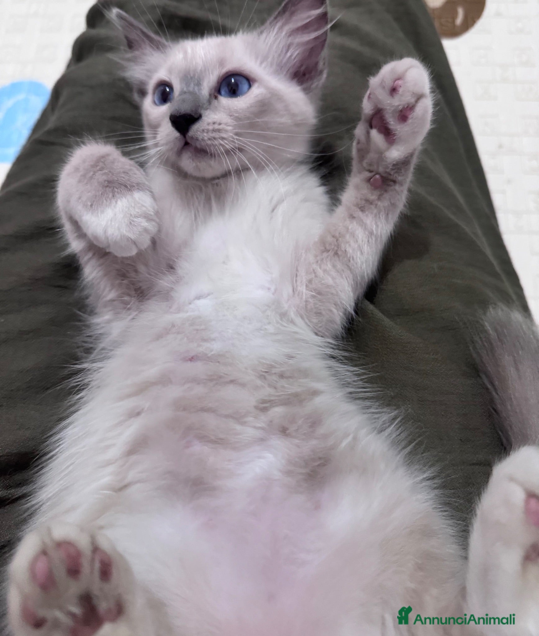 Ragdoll gatti Ragdoll - Annuncio 3