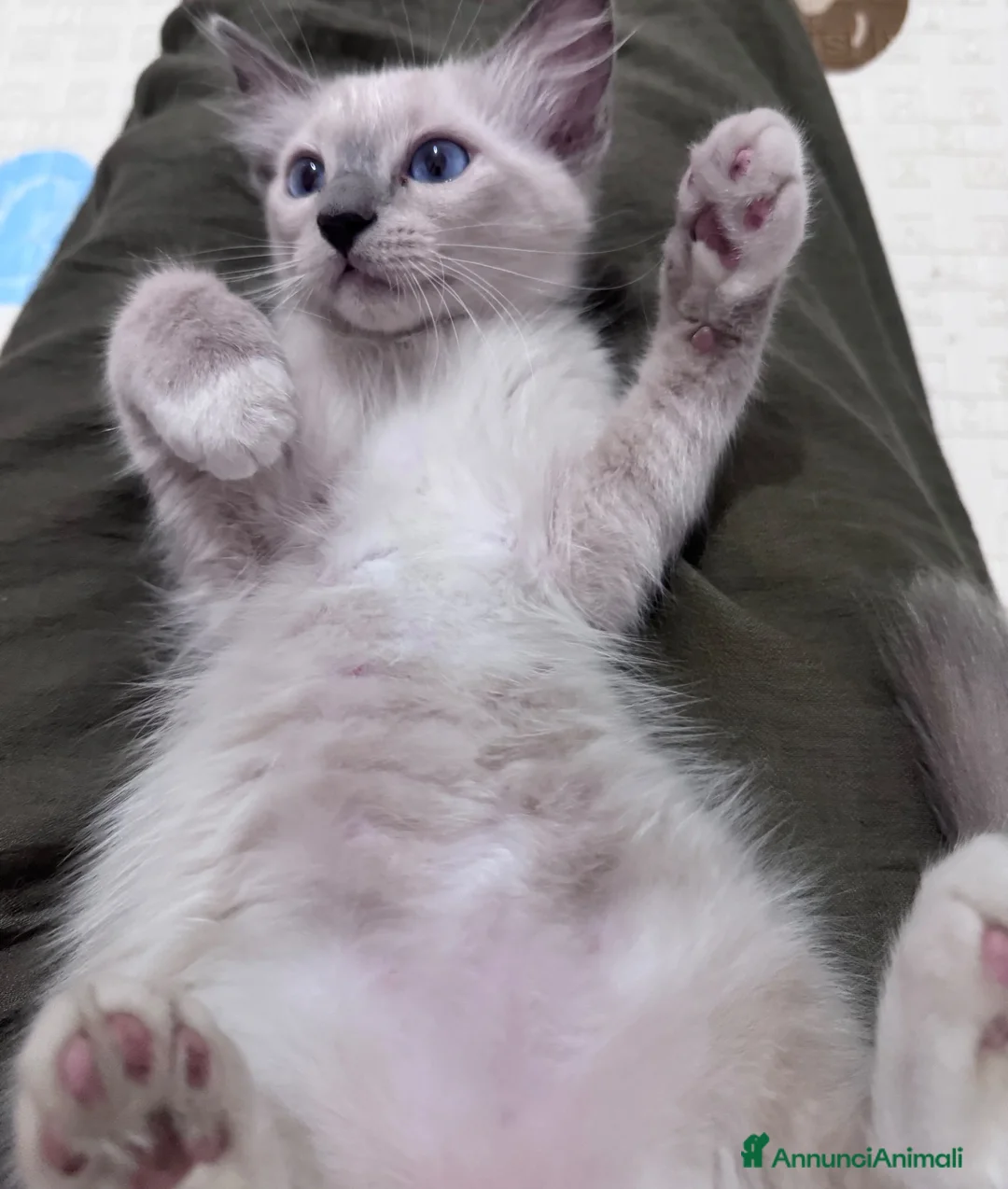 Ragdoll gatti in vendita: Ragdoll - Annuncio 1