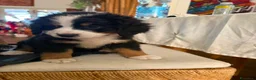 Bovaro del Bernese cani in vendita: Vendita di cuccioli del bovaro del bernesr - Annuncio 3
