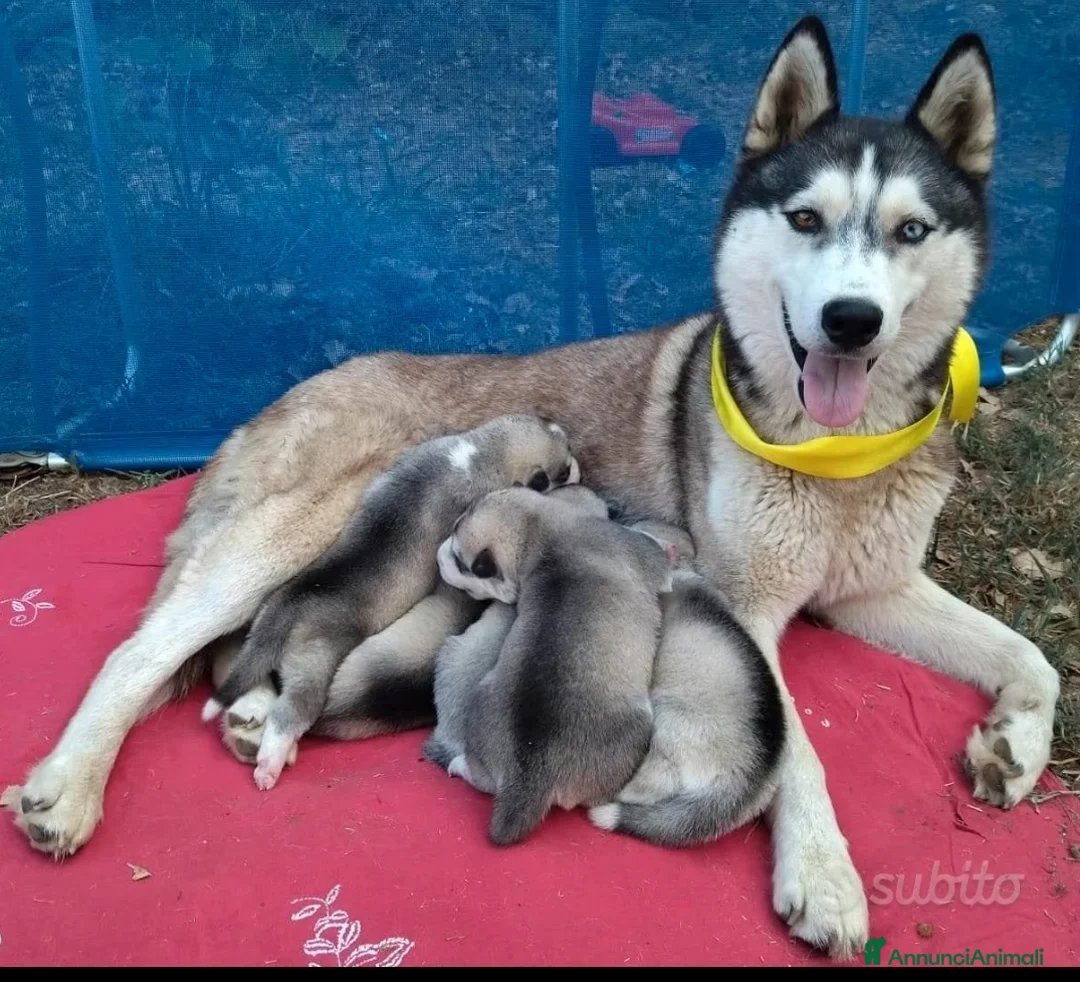 Husky cani in vendita: Siberian husky con pedegree - Annuncio 5