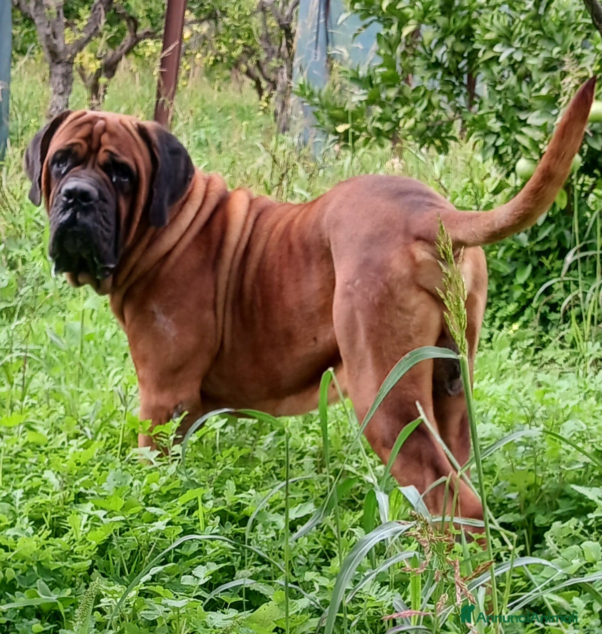 Cane Corso cani Cane Corso Disponibile per Monta–Razza originale  - Annuncio 1