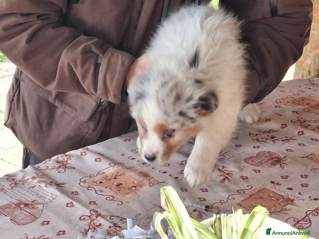 Australian Shepherd cani in vendita: Bellissimo regalo x san valentino - Annuncio 4